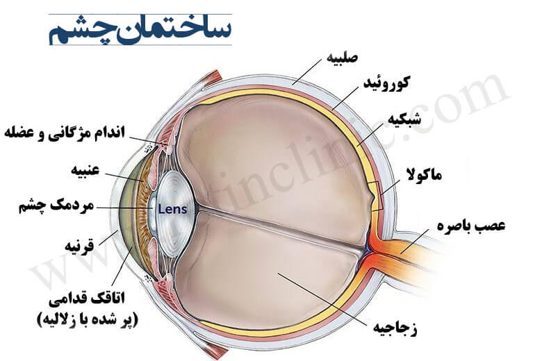 ساختمان چشم
